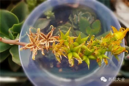 多肉種子成熟了！