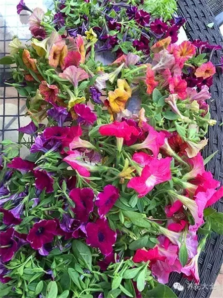 強(qiáng)剪矮牽牛