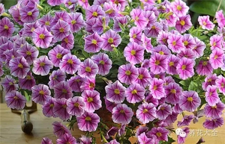 開花到爆的矮牽牛