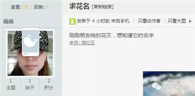 這種植物是什么？