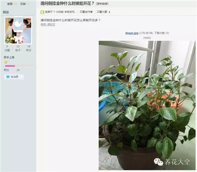 倒掛金鐘什么時(shí)候開花