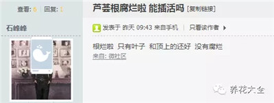 蘆薈爛根如何處理？