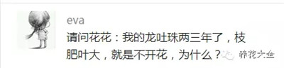 龍吐珠不開花是怎么回事？