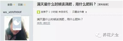 滿天星如何施肥？