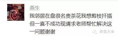 茶花怎么扦插？