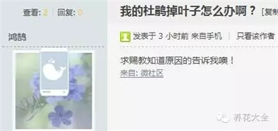 杜鵑花掉葉子？