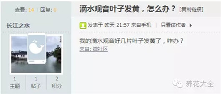 滴水觀音葉子發(fā)黃怎么辦？