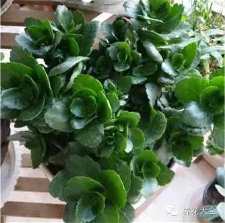 長(zhǎng)壽花只長(zhǎng)葉子不開花？