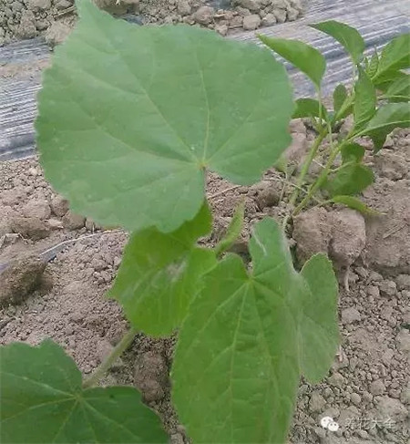 這是什么綠植？