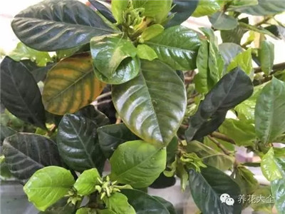 梔子花葉黃，掉苞咋回事？