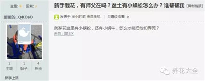 盆土里有蟲子怎么辦？