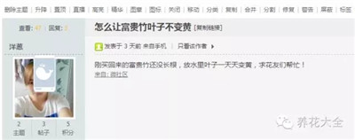 富貴竹葉子發(fā)黃是怎么回事？