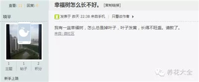 幸福樹發(fā)黃掉葉子咋回事？