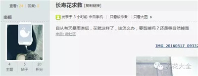 被雨淋之后的長(zhǎng)壽花要剪掉嗎？