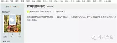 繡球花焉了怎么辦？