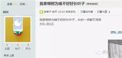 榕樹不長(zhǎng)葉子怎么辦？