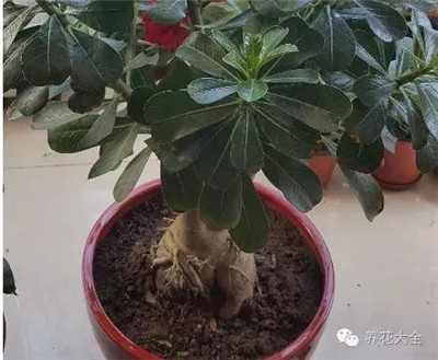 這是什么花？