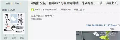 這是什么花有毒嗎？