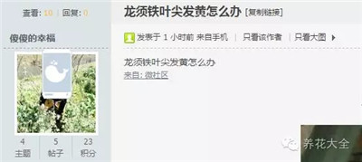 龍須鐵葉尖發(fā)黃怎么辦？