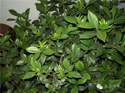 梔子花黃葉、掉苞、長(zhǎng)時(shí)間不開花？