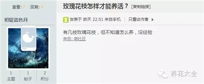  玫瑰花如何扦插？