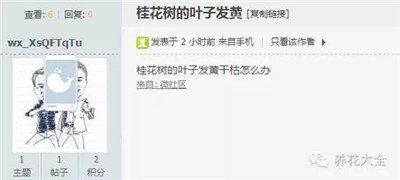 桂花樹的葉子發(fā)黃？