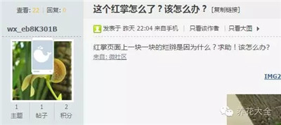 紅掌爛了怎么辦？