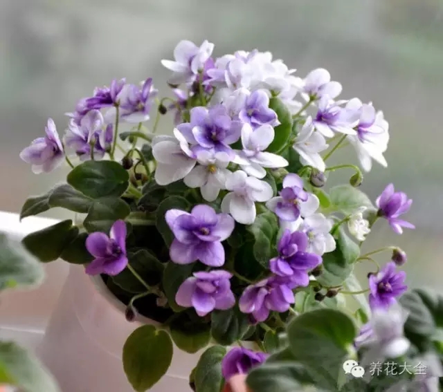 非洲堇（非洲紫羅蘭）