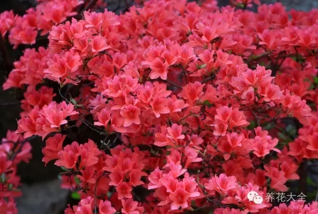 杜鵑（映山紅）