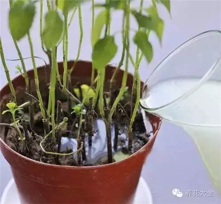 煮蛋水可以澆花