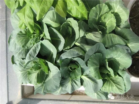 毛毛蟲不吃重咸