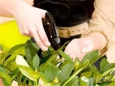 洗潔精特效殺蟲劑