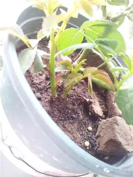 技巧三：側盆操作方法