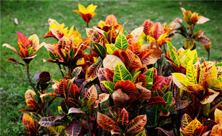 變色木變?nèi)~木、又名灑金榕