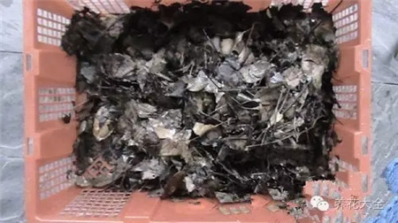 自制腐葉土消毒