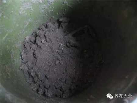自制腐葉土步驟