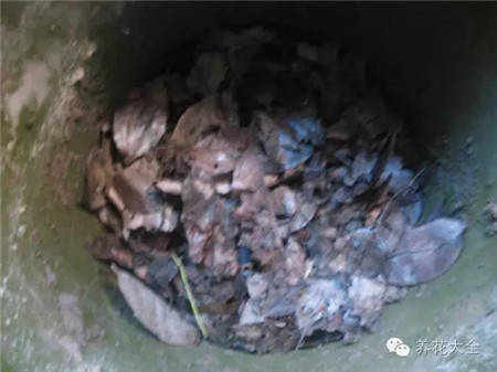 自制腐葉土的方法