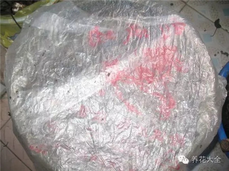 自制腐葉土的過程