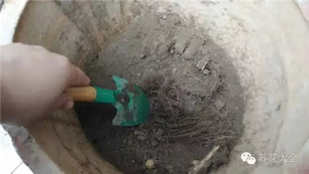 自制的廚余堆肥土