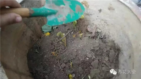 自制廚余堆肥土的步驟