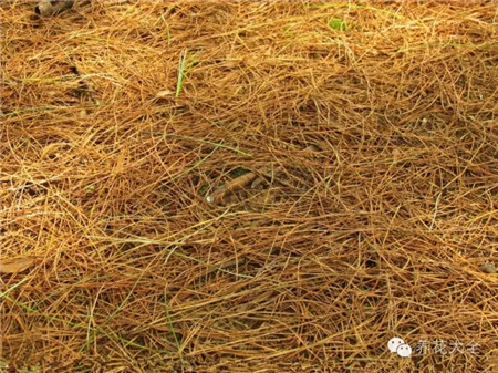 自制松針土的方法