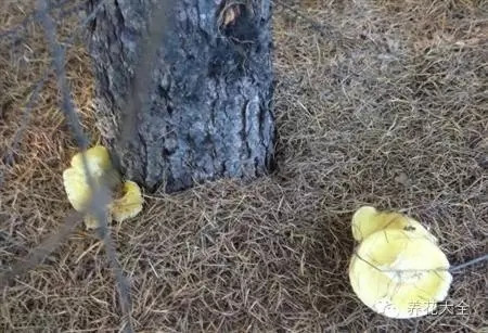 自制松針土方法二