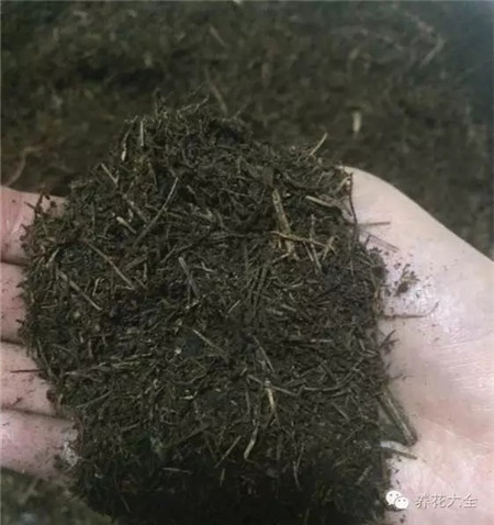 自制松針土的過程