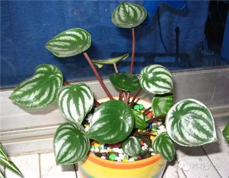 西瓜皮椒草濕度要求