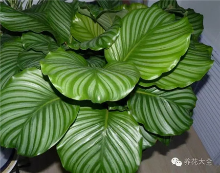 青蘋果竹芋圖片