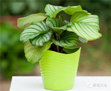 青蘋果竹芋的溫度