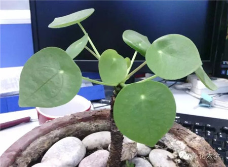 鏡面草養(yǎng)護(hù)