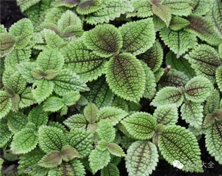 皺葉冷水花圖片