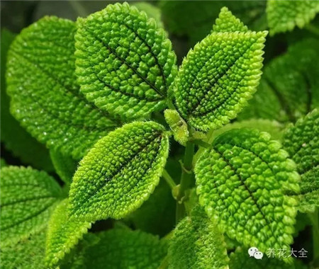 皺葉冷水花美圖