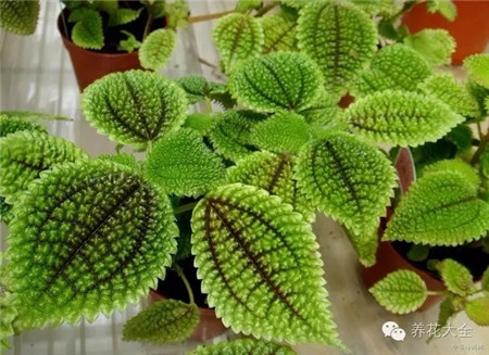 皺葉冷水花養(yǎng)護(hù)要點(diǎn)